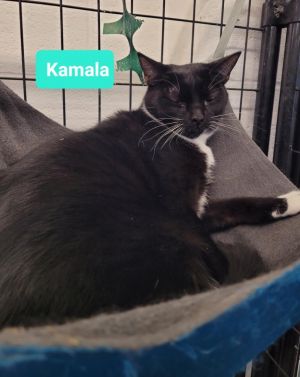 Kamala, Young Female unknown