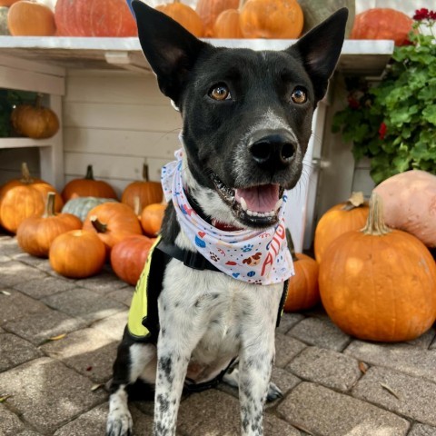 PUZZLE, an adoptable Australian Cattle Dog / Blue Heeler, McNab in Point Richmond, CA, 94801 | Photo Image 1