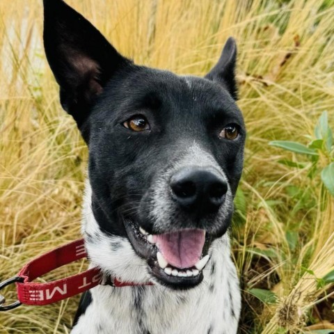 PUZZLE, an adoptable Australian Cattle Dog / Blue Heeler, McNab in Point Richmond, CA, 94801 | Photo Image 2