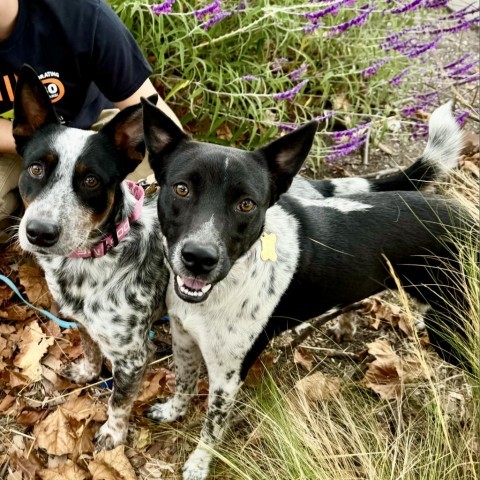 PUZZLE, an adoptable Australian Cattle Dog / Blue Heeler, McNab in Point Richmond, CA, 94801 | Photo Image 3