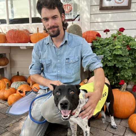 PUZZLE, an adoptable Australian Cattle Dog / Blue Heeler, McNab in Point Richmond, CA, 94801 | Photo Image 4