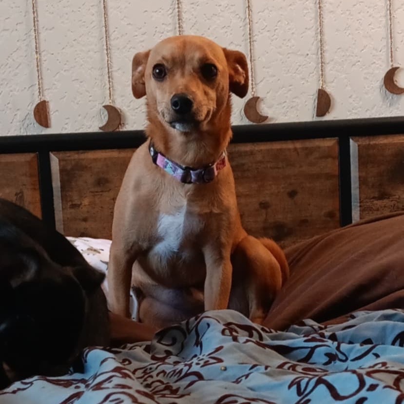 Cookie, an adoptable Chihuahua, Mixed Breed in Ferndale, WA, 98248 | Photo Image 1