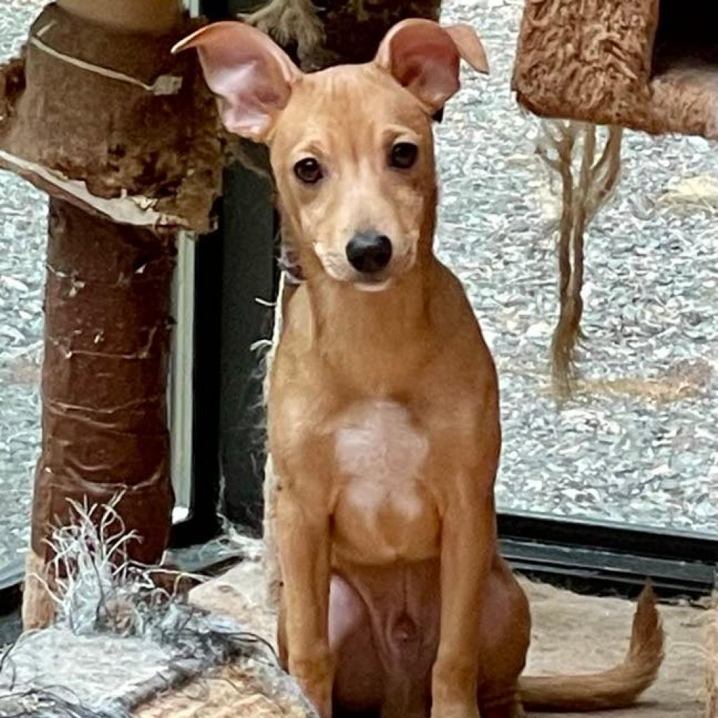 Cookie, an adoptable Chihuahua, Mixed Breed in Ferndale, WA, 98248 | Photo Image 2