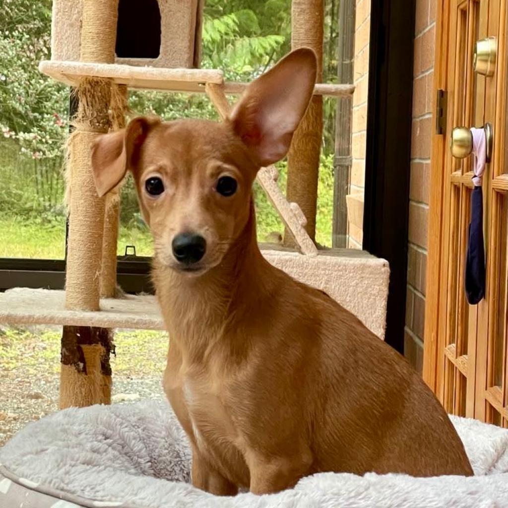 Greg, an adoptable Chihuahua, Mixed Breed in Ferndale, WA, 98248 | Photo Image 1