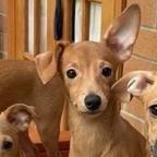 Greg, an adoptable Chihuahua, Mixed Breed in Ferndale, WA, 98248 | Photo Image 2