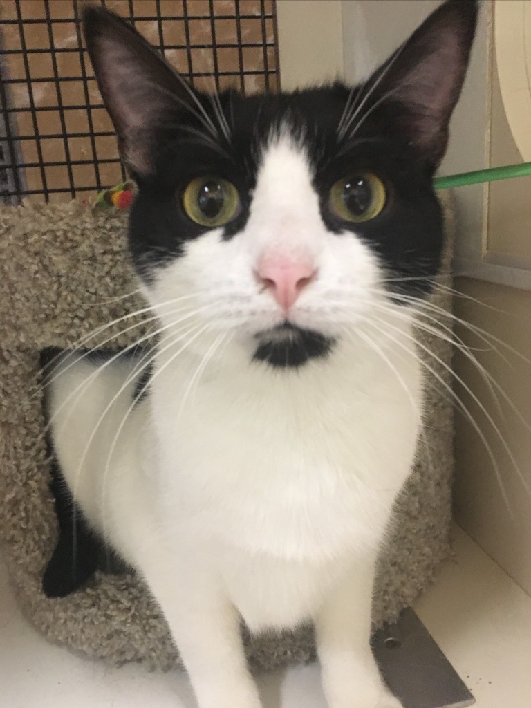 Dottie (Bonded with Sammie)