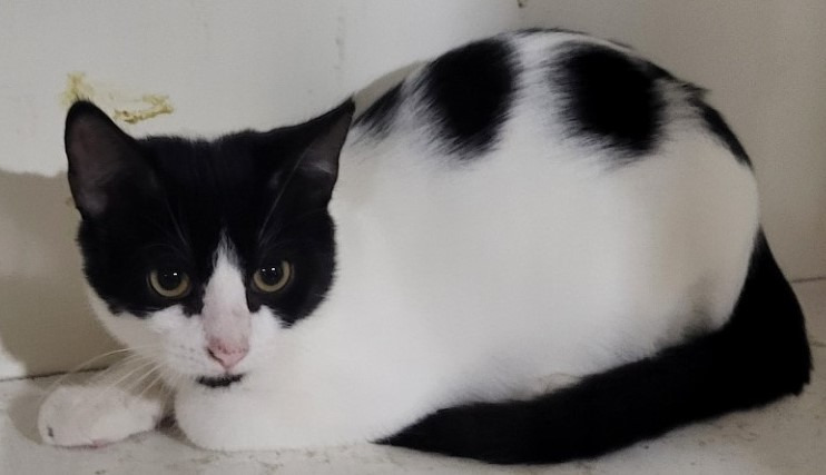 Dottie (Bonded with Sammie)