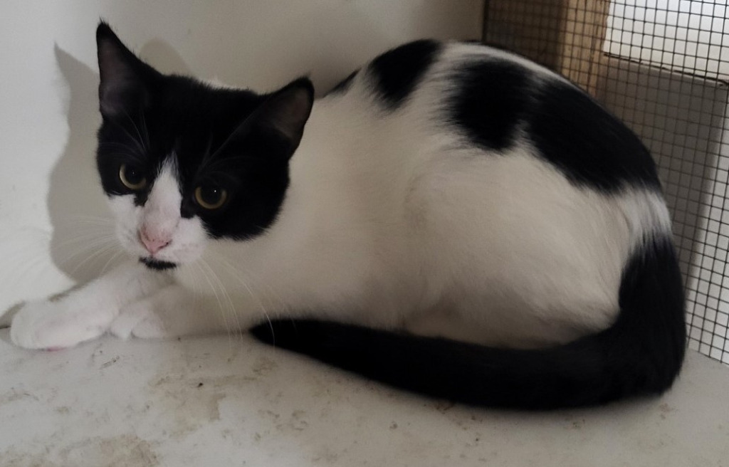 Dottie (Bonded with Sammie)