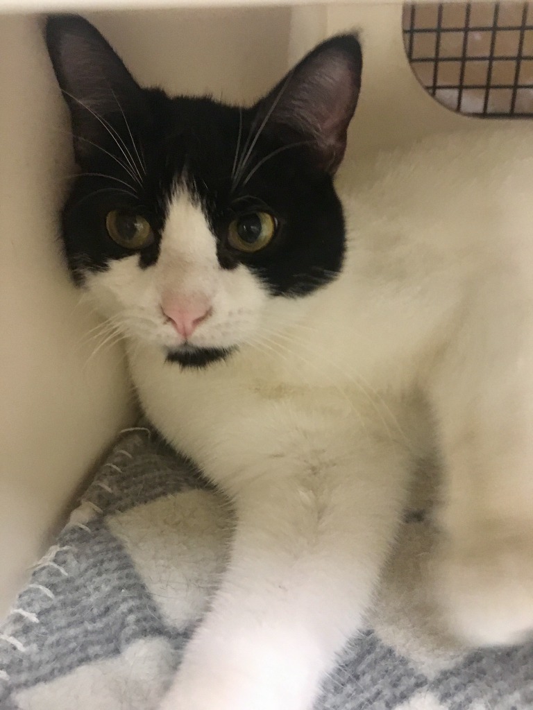 Dottie (Bonded with Sammie)