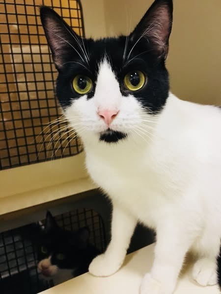 Dottie (Bonded with Sammie)