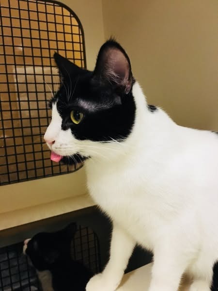 Dottie (Bonded with Sammie)
