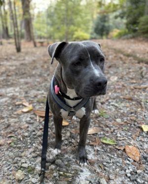 Meet Kendrick the ultimate good boy whos ready to steal your heart This sweet young pup has ever