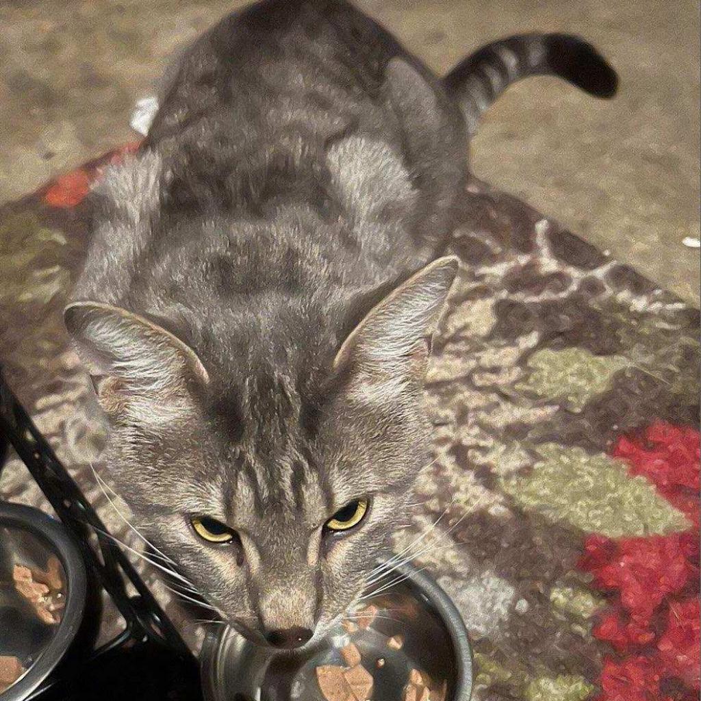 Unknown, an adoptable Domestic Short Hair in Rochester, MN, 55903 | Photo Image 1