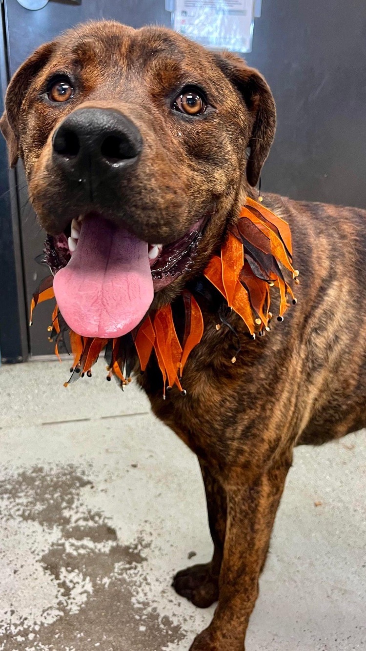 Jaco (Owner Assist), an adoptable Bullmastiff in Tracy, CA, 95304 | Photo Image 1