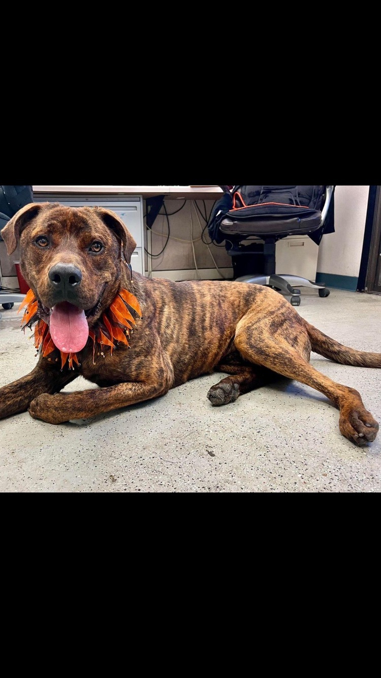 Jaco (Owner Assist), an adoptable Bullmastiff in Tracy, CA, 95304 | Photo Image 3