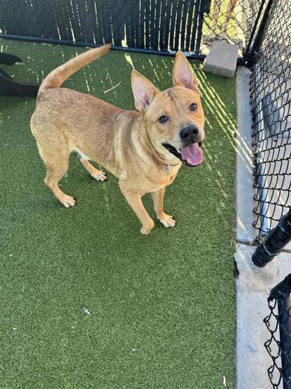 Goldie, an adoptable Chow Chow, Mixed Breed in Hutchinson, KS, 67504 | Photo Image 1