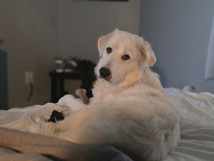 Dog for adoption Frosty HTX, a Great Pyrenees in Quinlan, TX Petfinder