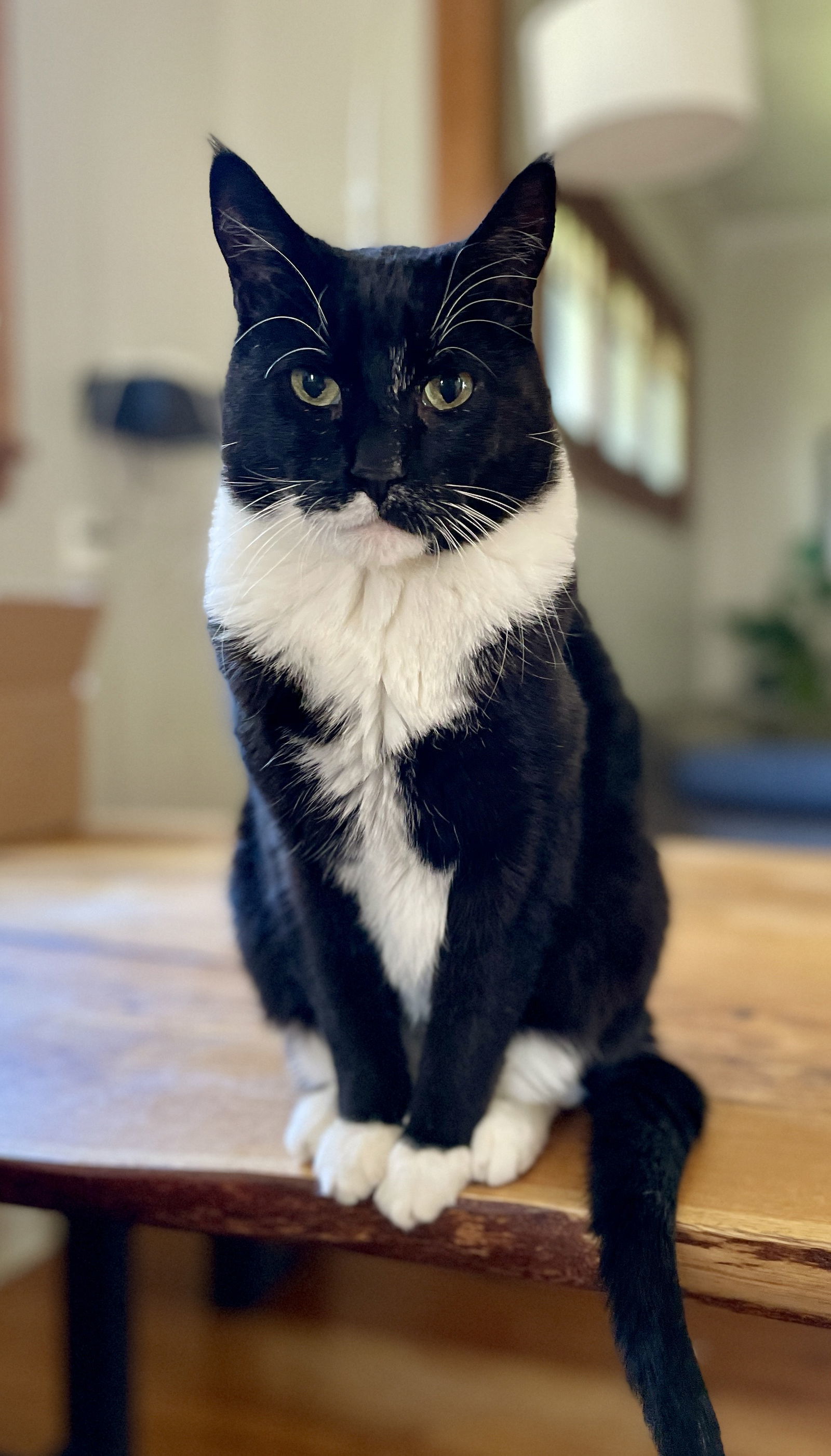 Huggie, an adoptable Domestic Medium Hair in Minneapolis, MN, 55429 | Photo Image 1