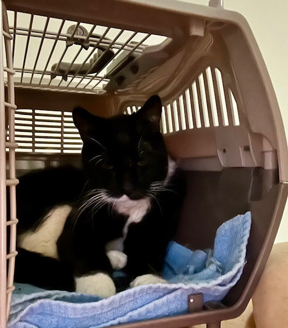 Huggie, an adoptable Domestic Medium Hair in Minneapolis, MN, 55429 | Photo Image 2
