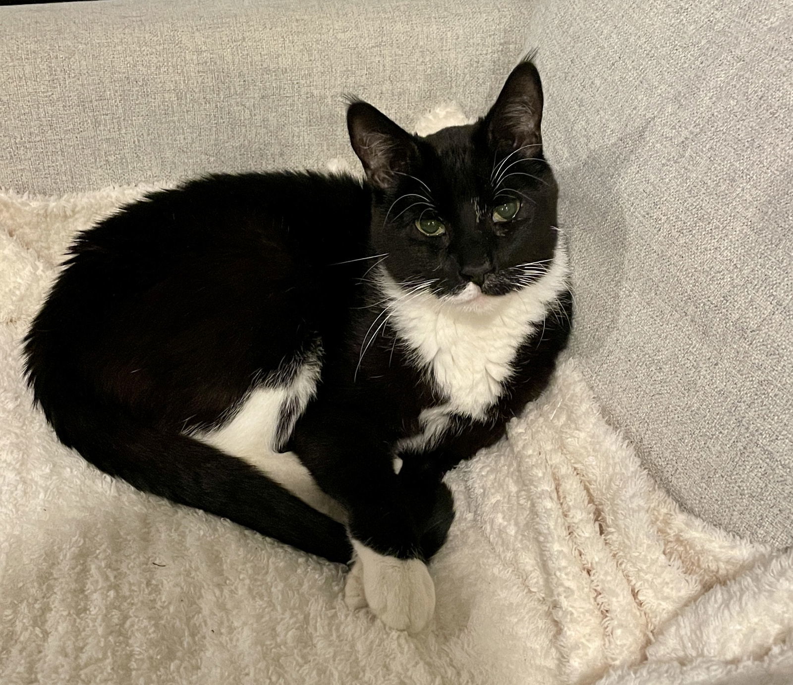 Huggie, an adoptable Domestic Medium Hair in Minneapolis, MN, 55429 | Photo Image 3