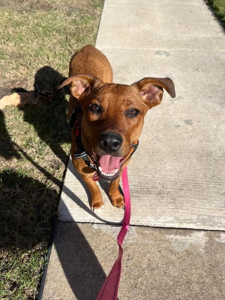 24-079 Amber "Remy", an adoptable Rhodesian Ridgeback, Vizsla in Richardson, TX, 75080 | Photo Image 1