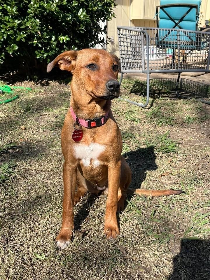 24-079 Amber "Remy", an adoptable Rhodesian Ridgeback, Vizsla in Richardson, TX, 75080 | Photo Image 2