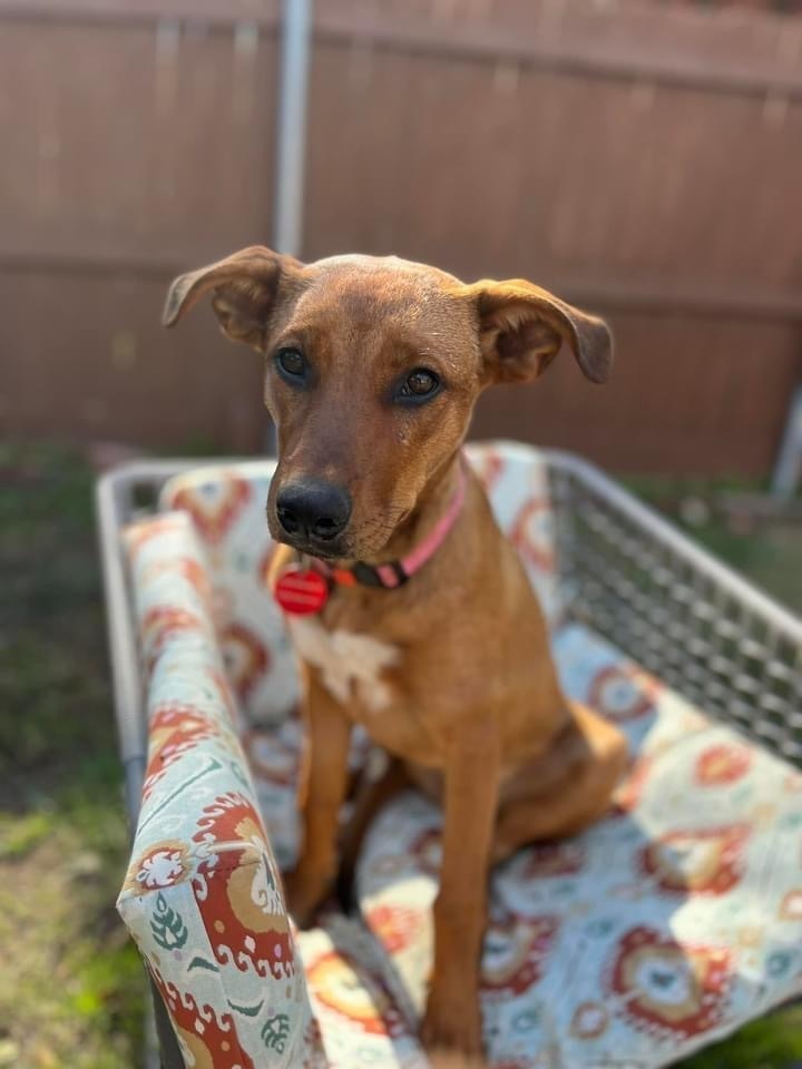 24-079 Amber "Remy", an adoptable Rhodesian Ridgeback, Vizsla in Richardson, TX, 75080 | Photo Image 3