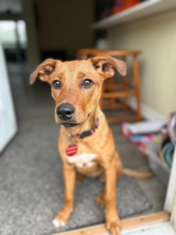 24-079 Amber "Remy", an adoptable Rhodesian Ridgeback, Vizsla in Richardson, TX, 75080 | Photo Image 5