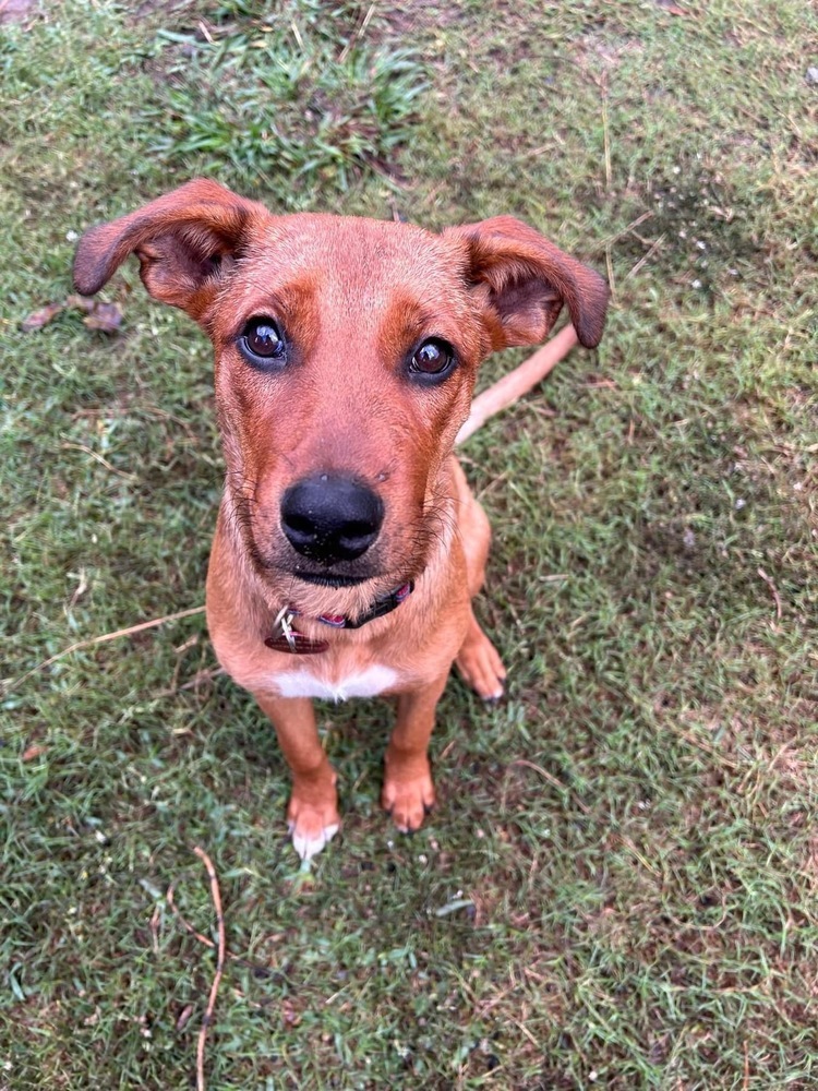 24-079 Amber "Remy", an adoptable Rhodesian Ridgeback, Vizsla in Richardson, TX, 75080 | Photo Image 6