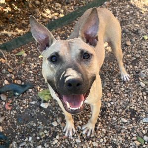 Ambrosia, Adult Female American Bulldog