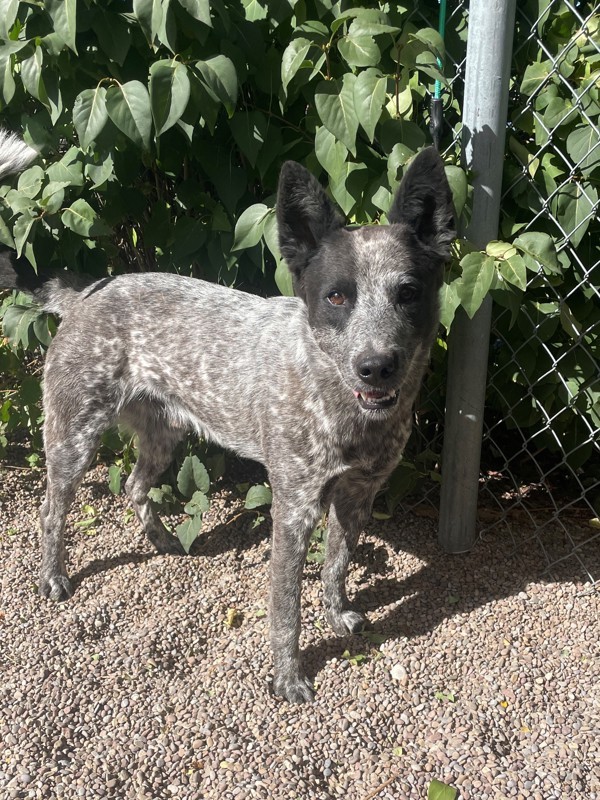 Bluey, an adoptable Mixed Breed in Great Falls, MT, 59405 | Photo Image 1