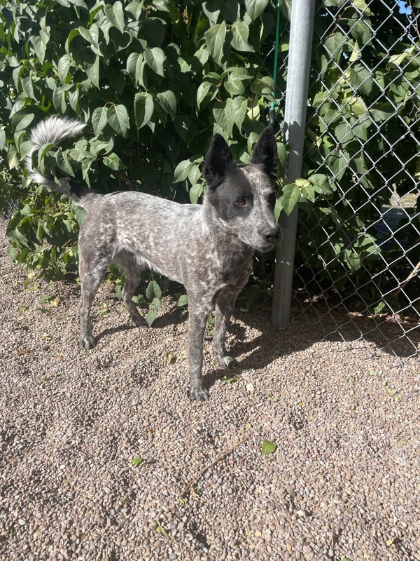 Bluey, an adoptable Mixed Breed in Great Falls, MT, 59405 | Photo Image 2