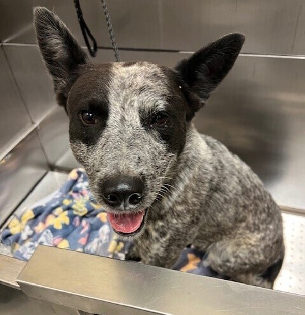 Bluey, an adoptable Mixed Breed in Great Falls, MT, 59405 | Photo Image 3