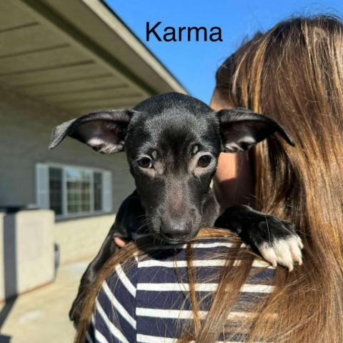 Karma, an adoptable Chihuahua, Terrier in Bend, OR, 97702 | Photo Image 1