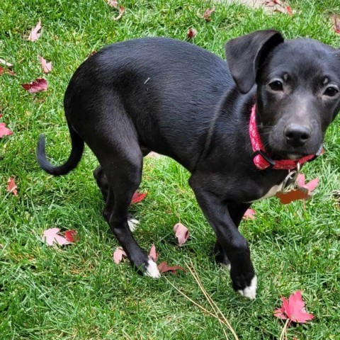 Karma, an adoptable Chihuahua, Terrier in Bend, OR, 97702 | Photo Image 2