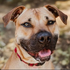 Gully, Adult Male Black Mouth Cur