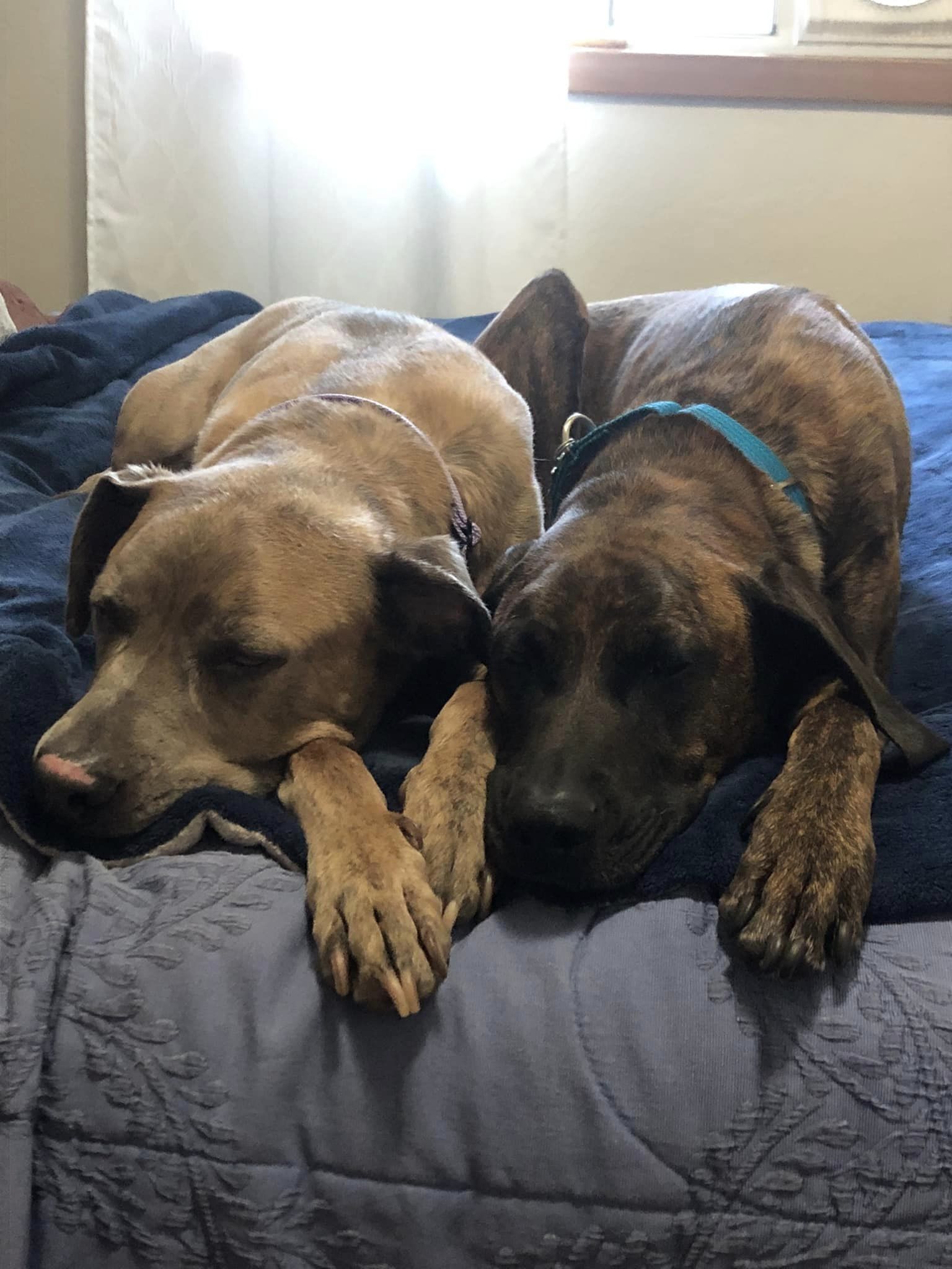 Daryl, an adoptable Plott Hound in Fort Collins, CO, 80524 | Photo Image 1