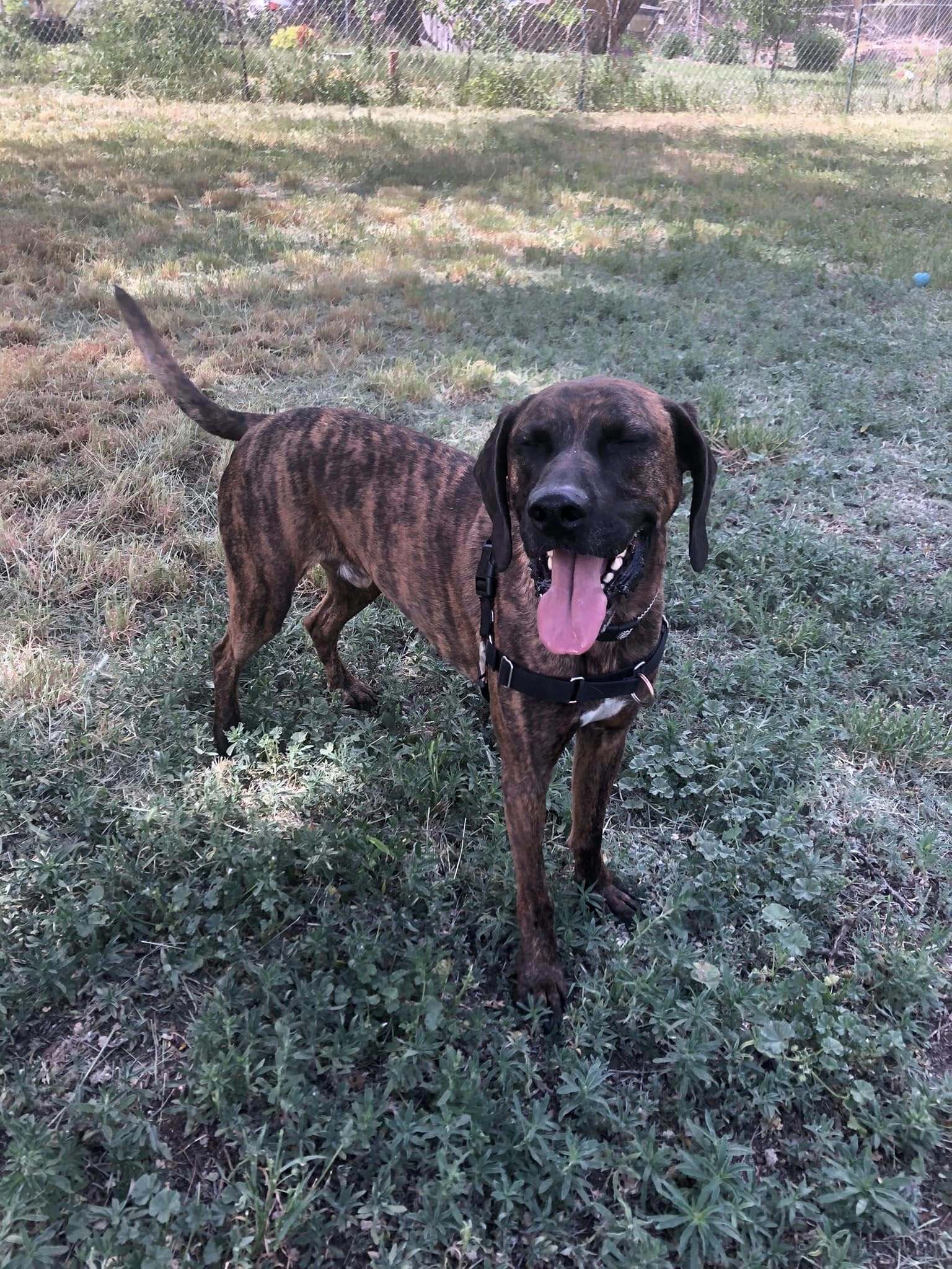 Daryl, an adoptable Plott Hound in Fort Collins, CO, 80524 | Photo Image 2