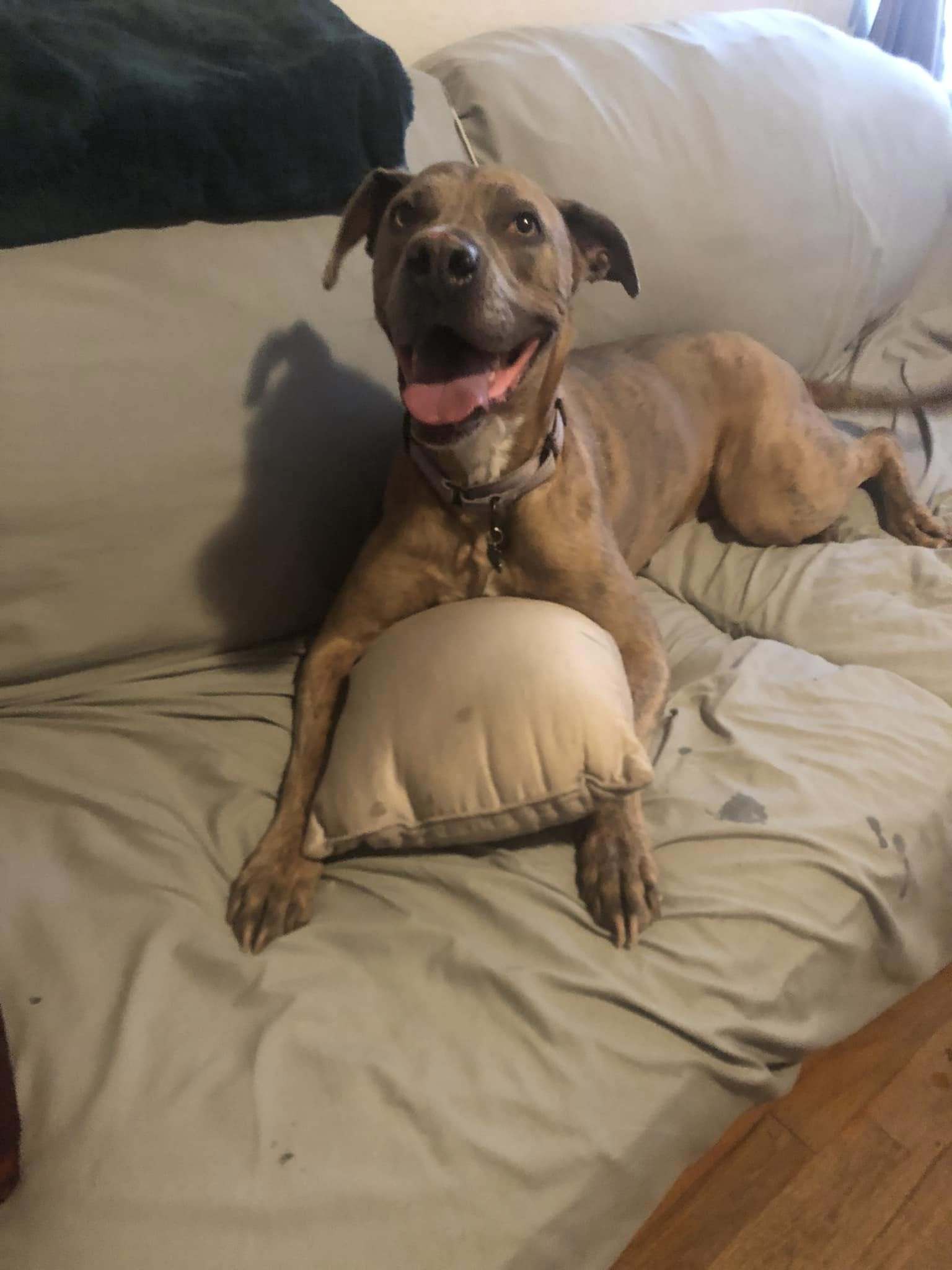 Jessie, an adoptable Weimaraner in Fort Collins, CO, 80524 | Photo Image 1