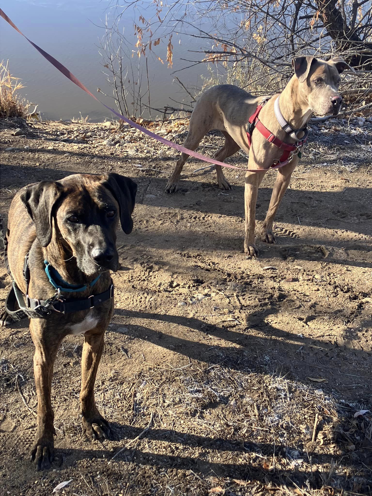 Jessie, an adoptable Weimaraner in Fort Collins, CO, 80524 | Photo Image 3