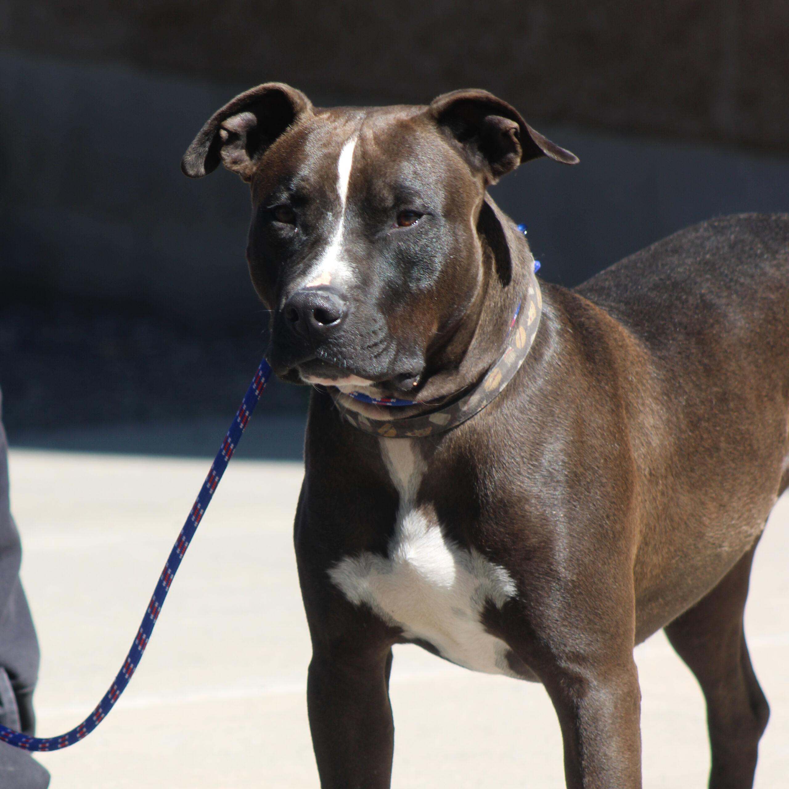 Busker, an adoptable Black Labrador Retriever, Pit Bull Terrier in Grand Junction, CO, 81503 | Photo Image 1