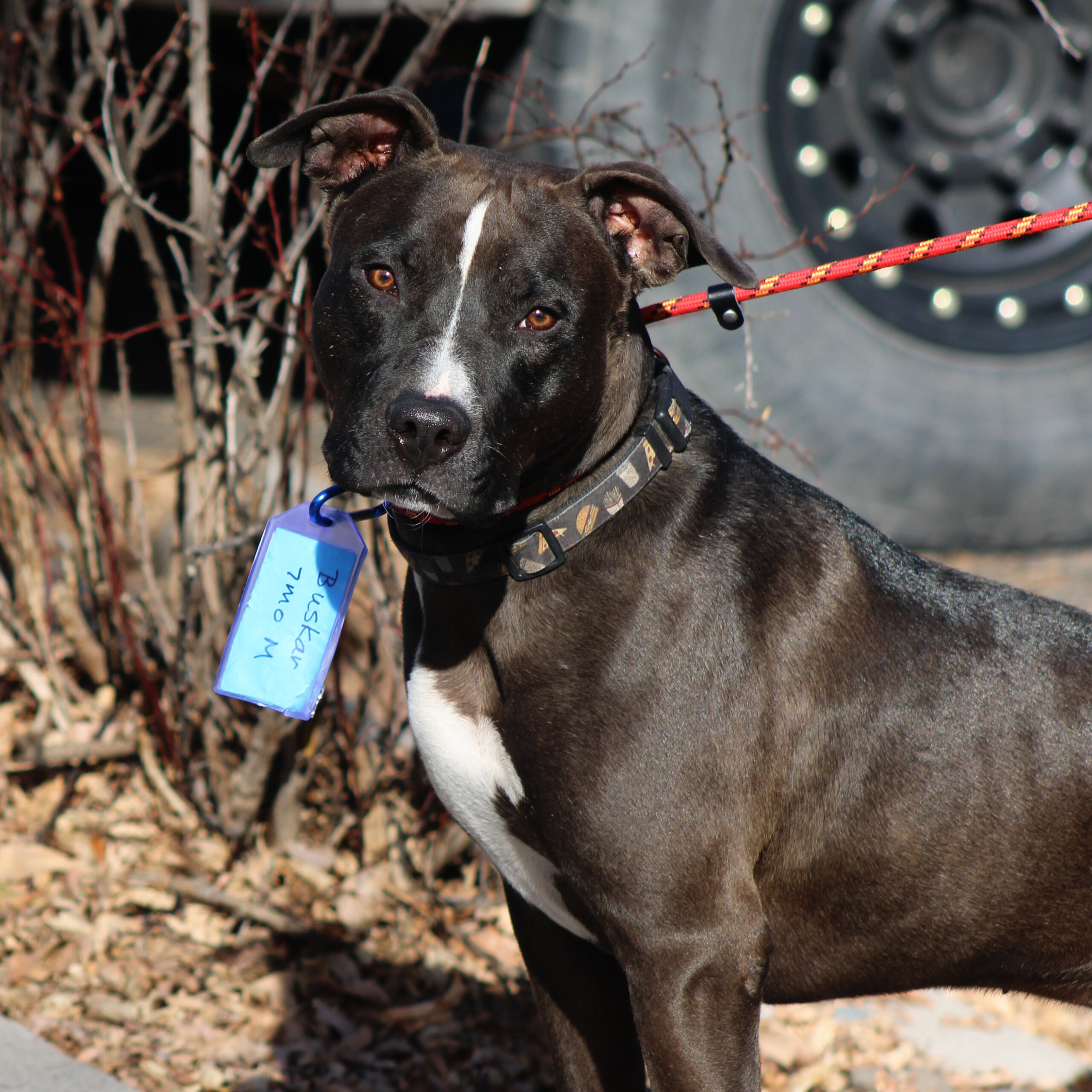 Bass, an adoptable Black Labrador Retriever, Pit Bull Terrier in Grand Junction, CO, 81503 | Photo Image 1