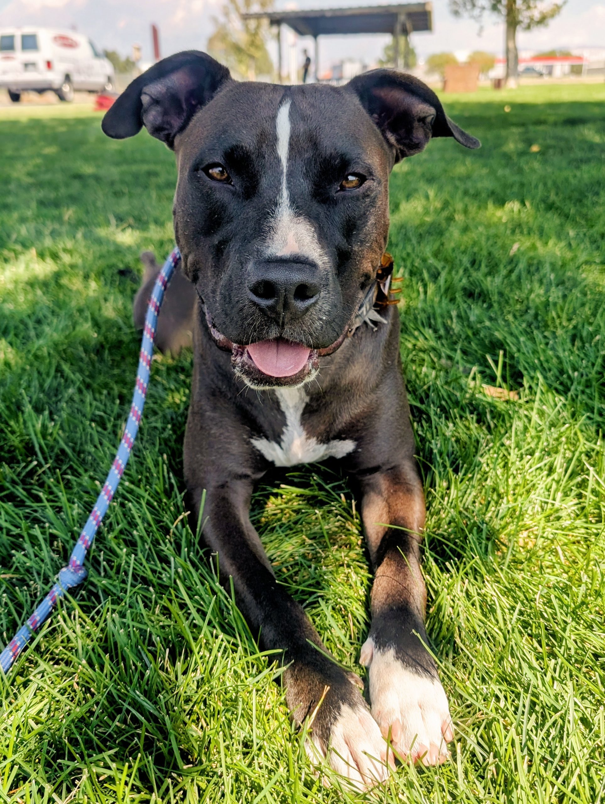 Bass, an adoptable Black Labrador Retriever, Pit Bull Terrier in Grand Junction, CO, 81503 | Photo Image 1