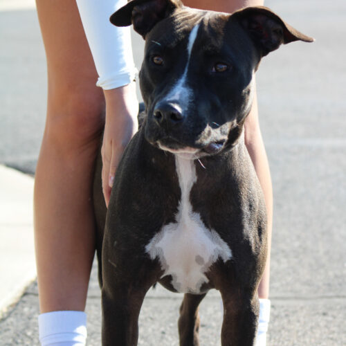Busker, an adoptable Black Labrador Retriever, Pit Bull Terrier in Grand Junction, CO, 81503 | Photo Image 2