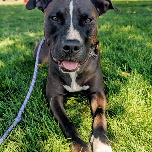Bass, an adoptable Black Labrador Retriever, Pit Bull Terrier in Grand Junction, CO, 81503 | Photo Image 2