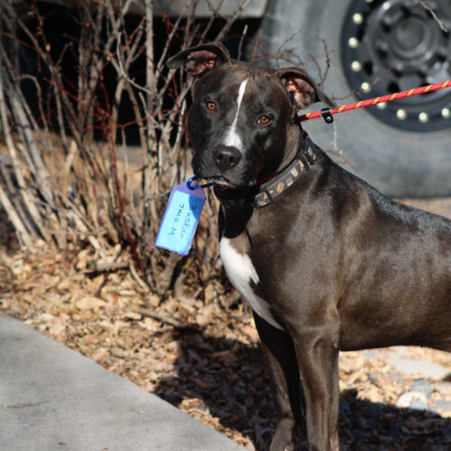 Busker, an adoptable Black Labrador Retriever, Pit Bull Terrier in Grand Junction, CO, 81503 | Photo Image 3