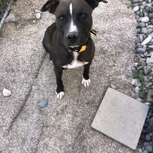 Bass, an adoptable Black Labrador Retriever, Pit Bull Terrier in Grand Junction, CO, 81503 | Photo Image 3