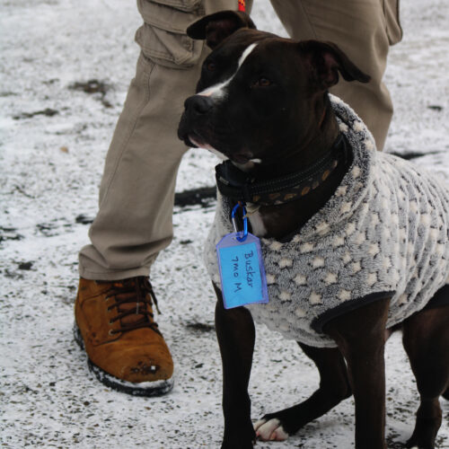 Busker, an adoptable Black Labrador Retriever, Pit Bull Terrier in Grand Junction, CO, 81503 | Photo Image 4
