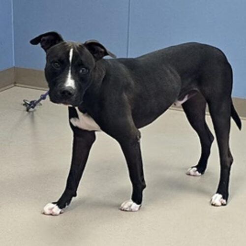 Busker, an adoptable Black Labrador Retriever, Pit Bull Terrier in Grand Junction, CO, 81503 | Photo Image 5