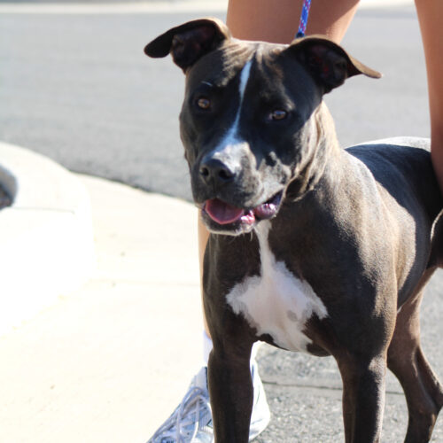 Bass, an adoptable Black Labrador Retriever, Pit Bull Terrier in Grand Junction, CO, 81503 | Photo Image 5